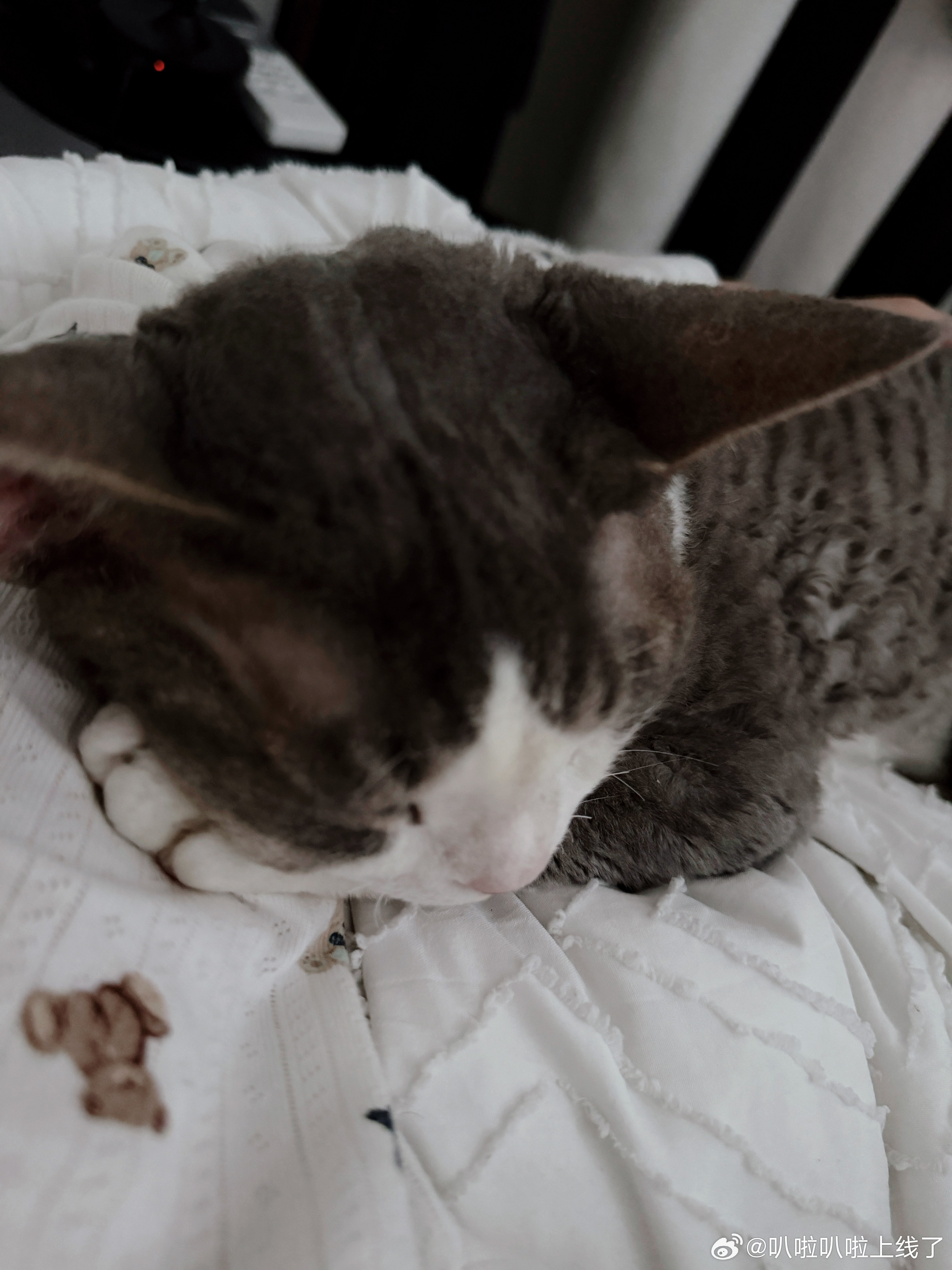 下雨天家里的两只咪咪爱睡觉觉[抱抱]🐱​​​
