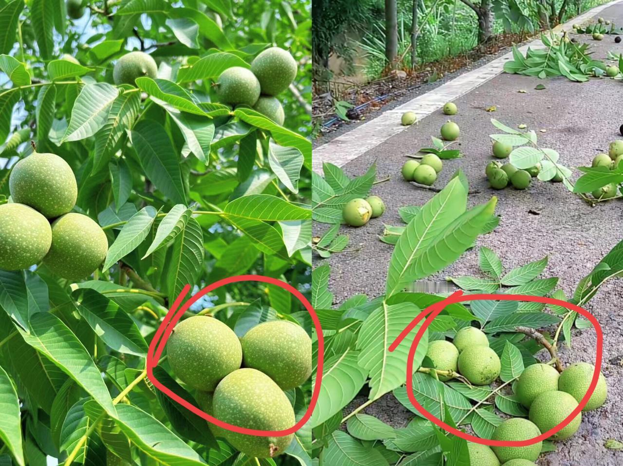 中午路过小区绿化带，瞅见地上掉满黄澄澄的果子，圆滚滚的跟超市里的梨没啥两样，当时
