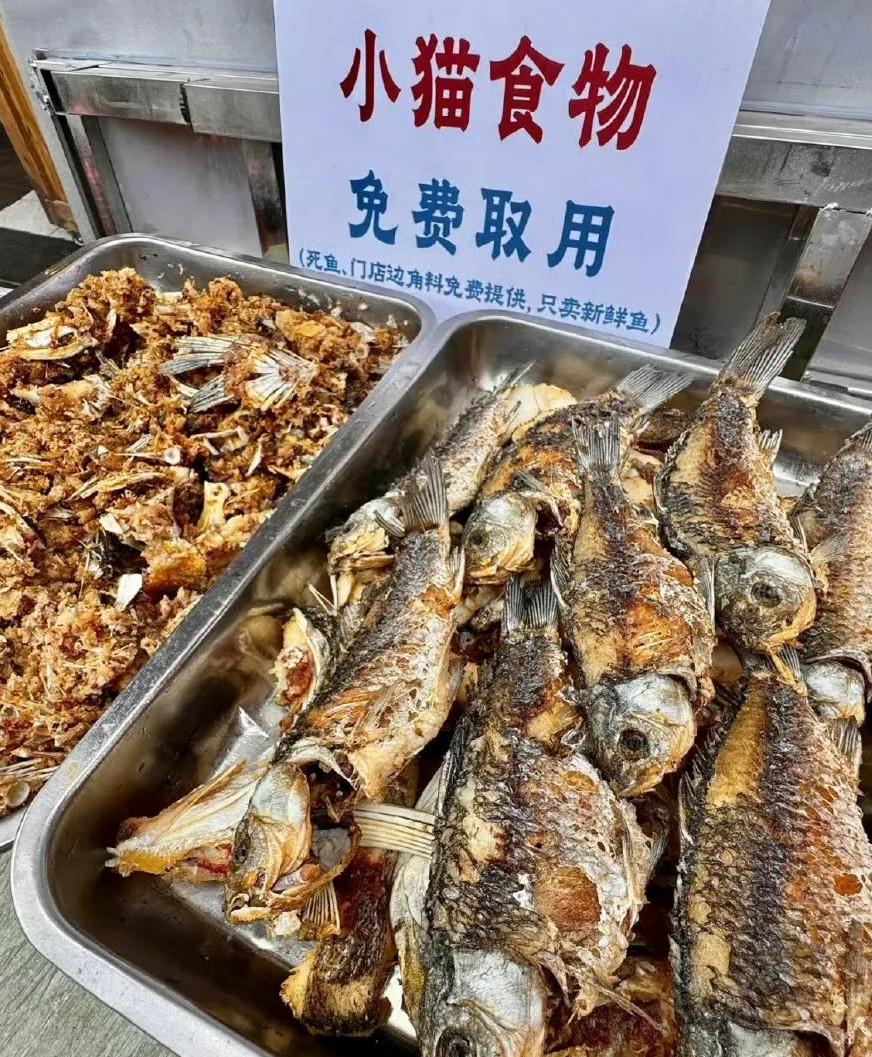 小猫也有自助餐了