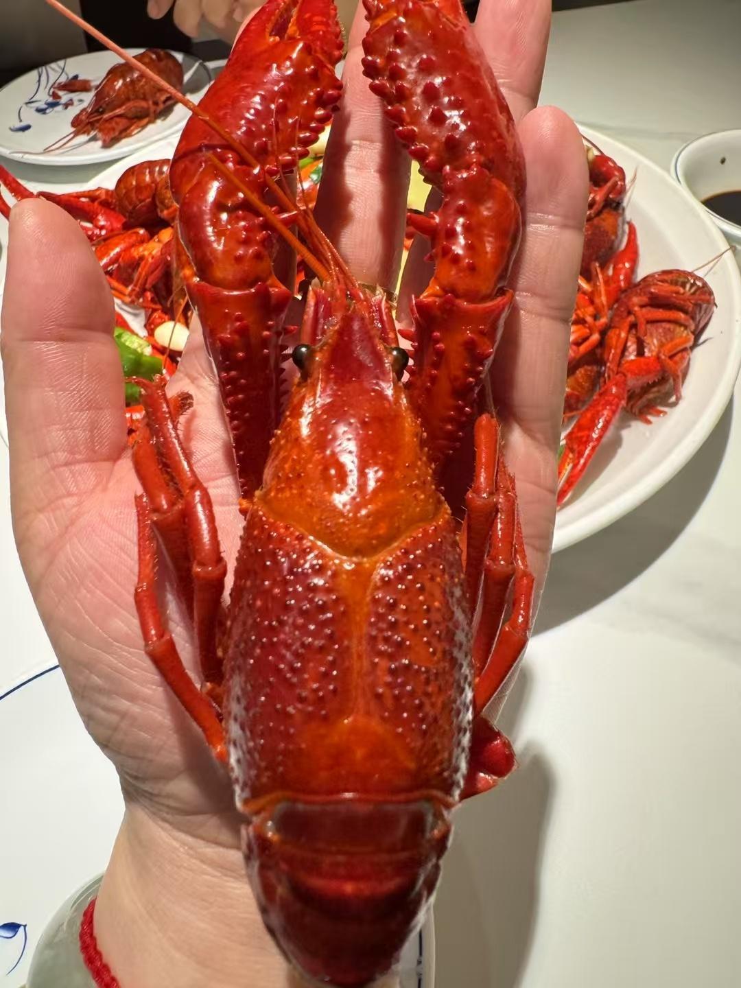 这么大的龙虾你受得了吗？[捂脸哭]​​​