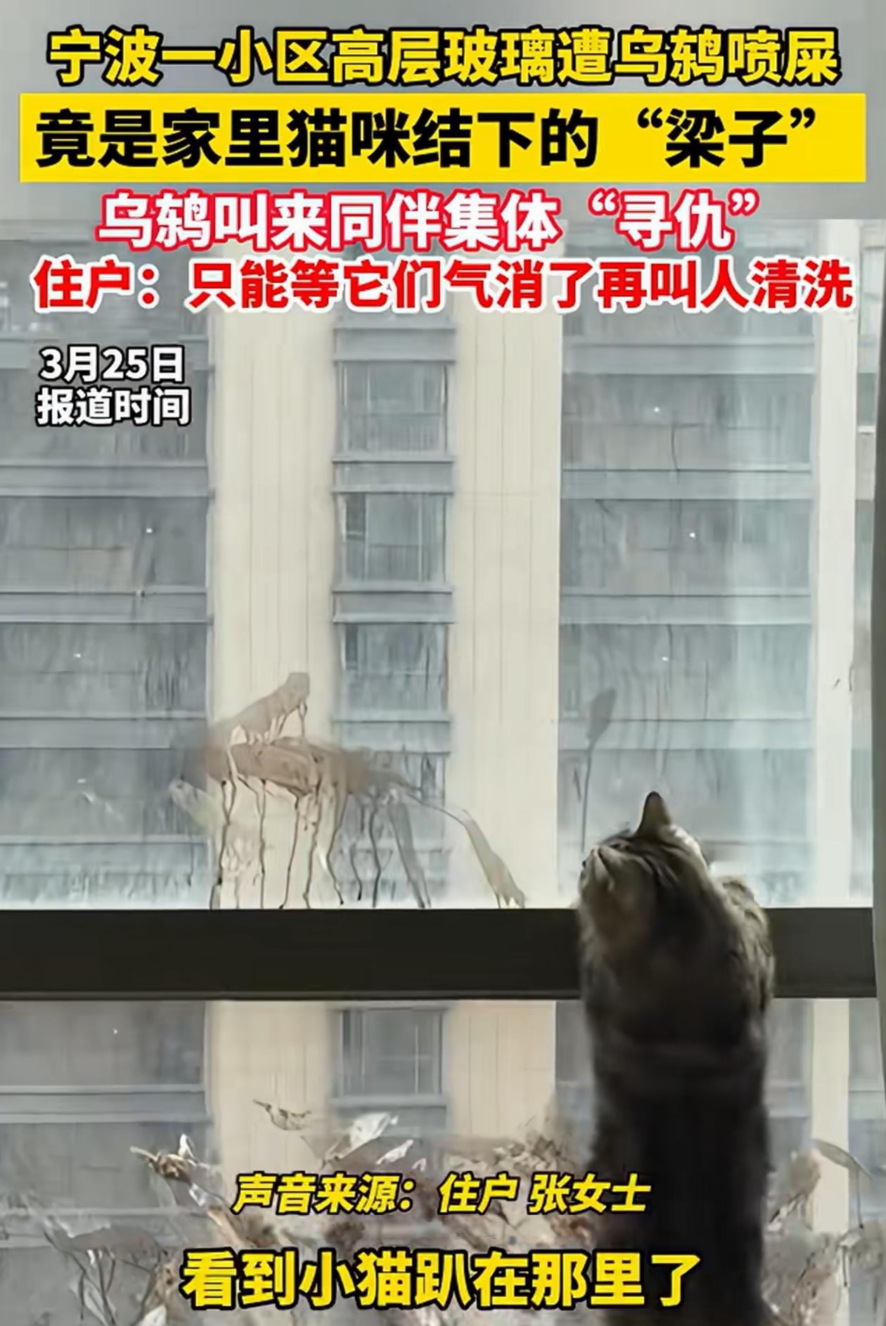 万万没想到！浙江宁波，女子家落地窗玻璃上总是有鸟屎的痕迹，而且擦一遍第二天又有，