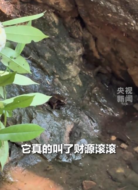 “太不可思议了！”山东，一女子在溪水边游玩，发现河边石块上趴着一只“金蟾”，女子
