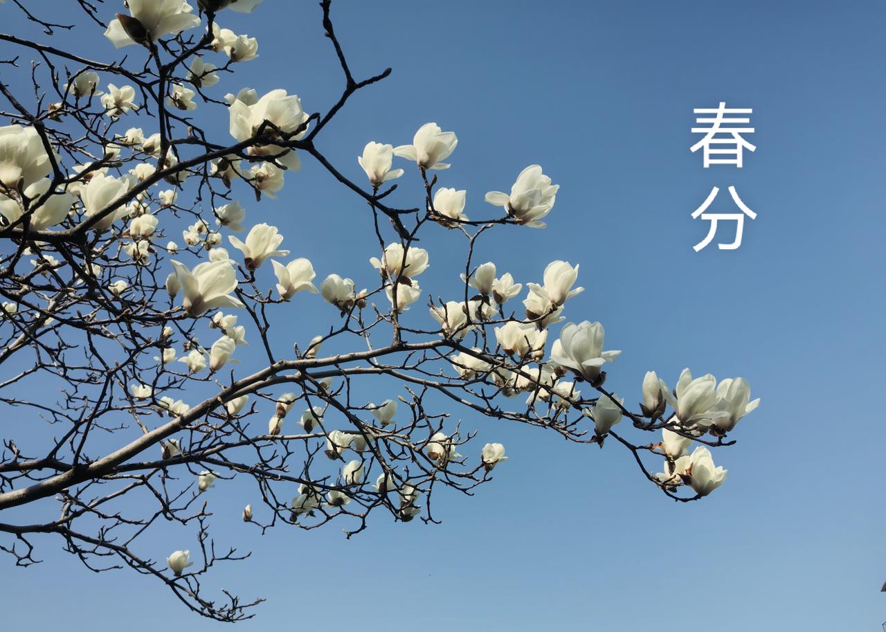 七律.春分春半时兮万物苏，相停昼夜暖春趋。木兰花绽清明景，杨柳枝垂青翠图。