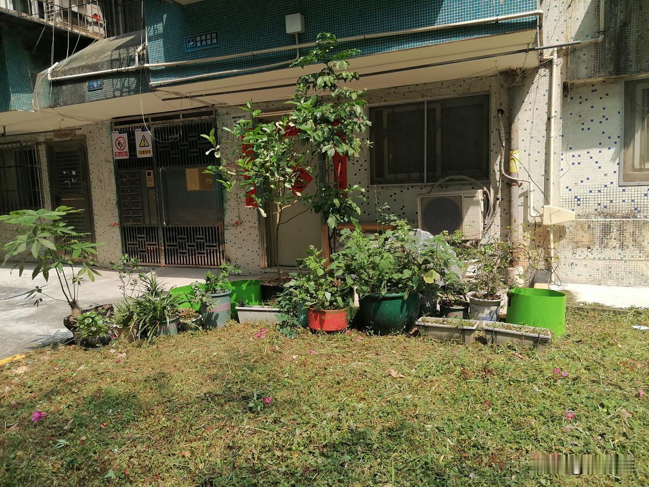 一块钱一棵草莓苗拿回来了，我看了下栽种方法，还挺讲究。苗先要放阴凉地方泡在水