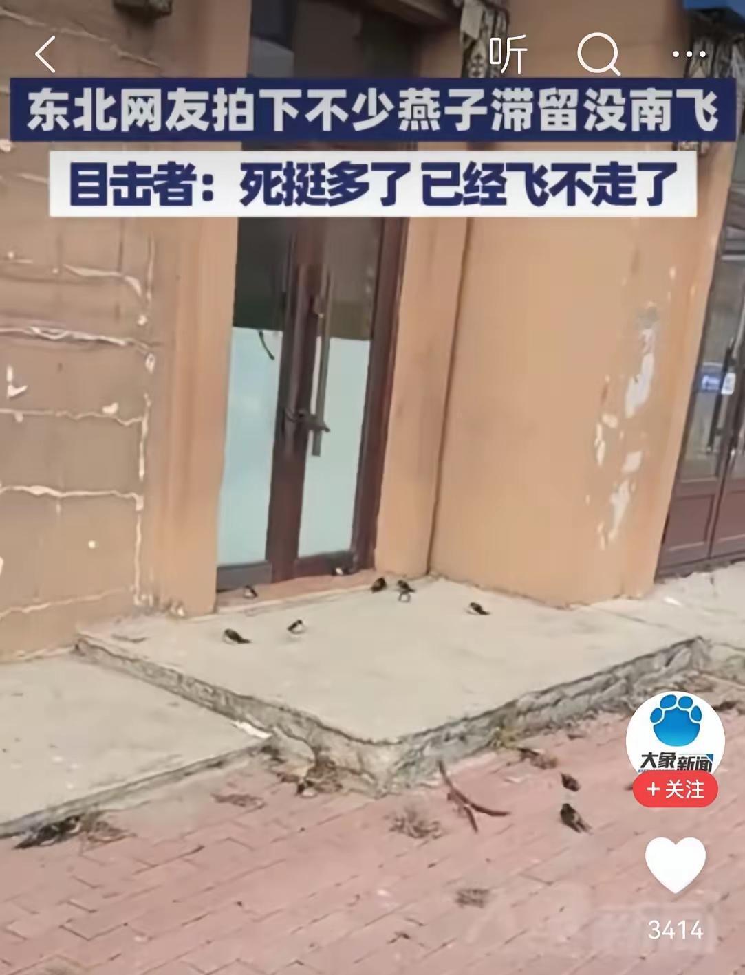 东北燕子集体赖着不走！这帮候鸟全被气候整懵圈，冻成冰坨子还死扛。估摸老天爷变脸