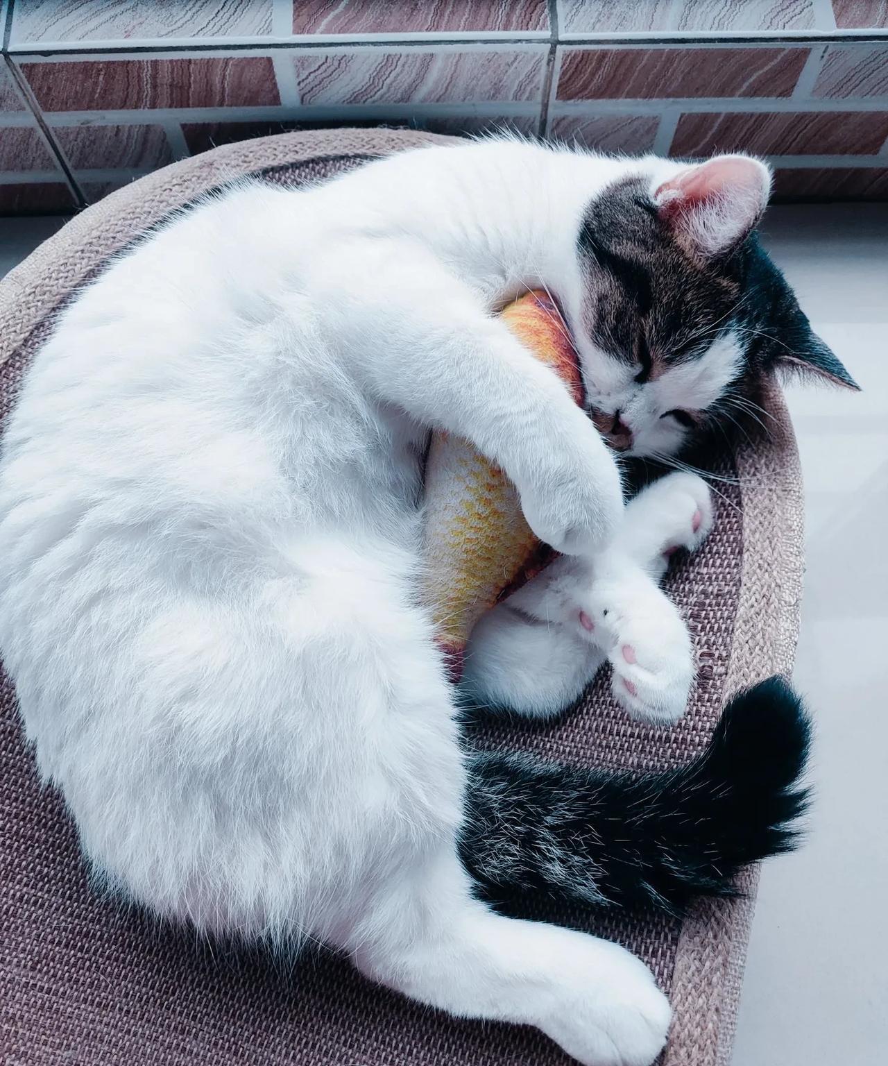 猫咪不爱吃鱼，你说奇不奇怪。。。我家猫咪从小就不喜欢吃生肉，鱼肉鸡肉各种生肉都
