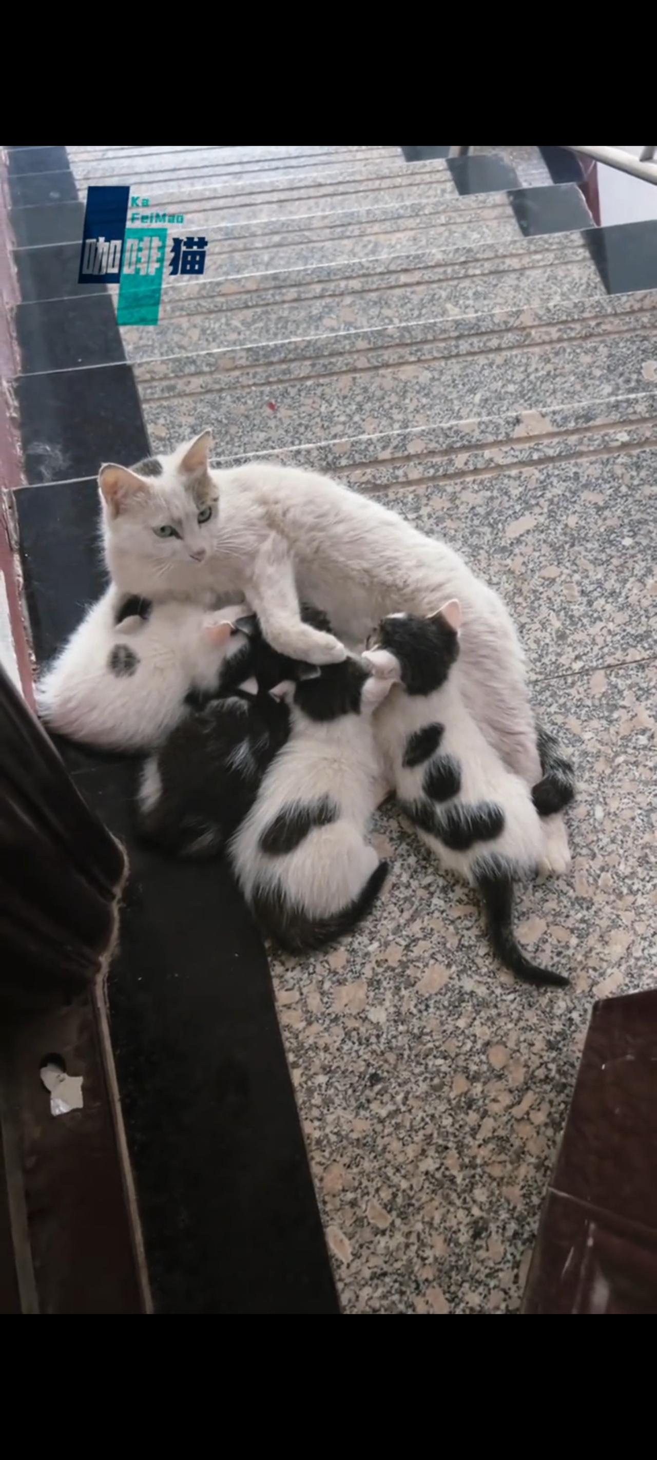 猫妈妈带着这么多的孩子不远千里来到了曾经喂养过她们的爱心人士家门口，只为让面前的
