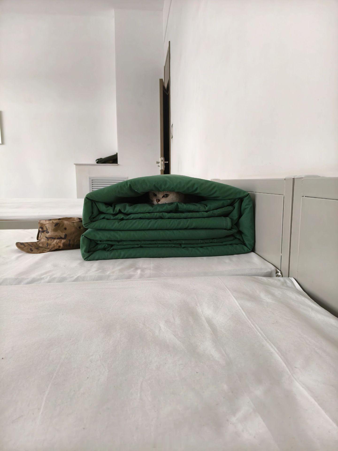 小猫咪你你是真会找地方