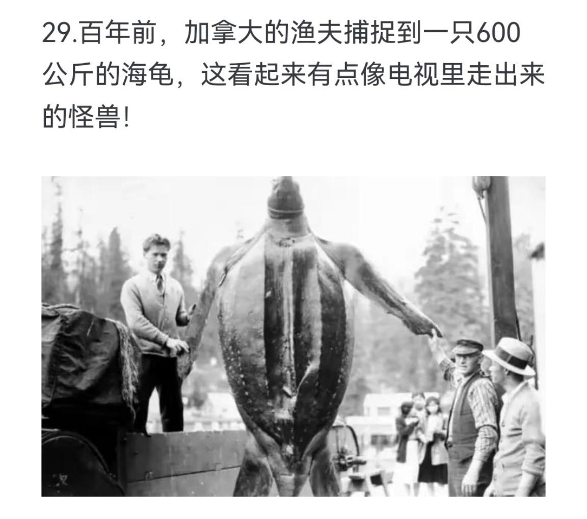 百年前 加拿大的渔夫捕捉到一只600公斤的海龟，这看起来有点像电视里走...