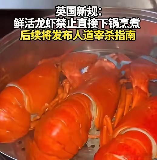 英国将禁止将活龙虾直接投入沸水烹煮这下彻底出名了。不仅英国人知道这事。现在估计