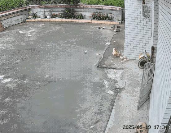 母亲保护孩子的力量是惊人的，看这位鸡妈妈，为保护它的小鸡崽和老鹰拼了，老鹰遇到这