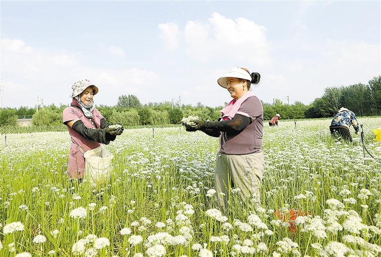 韭菜花开采收忙