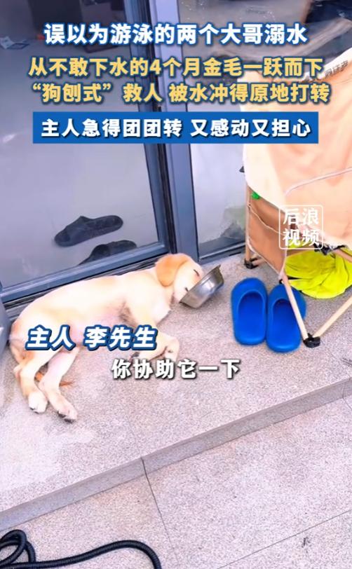 “万物皆有灵！”2025年8月，浙江杭州，一只4个月大的金毛狗本不会游泳，可看到