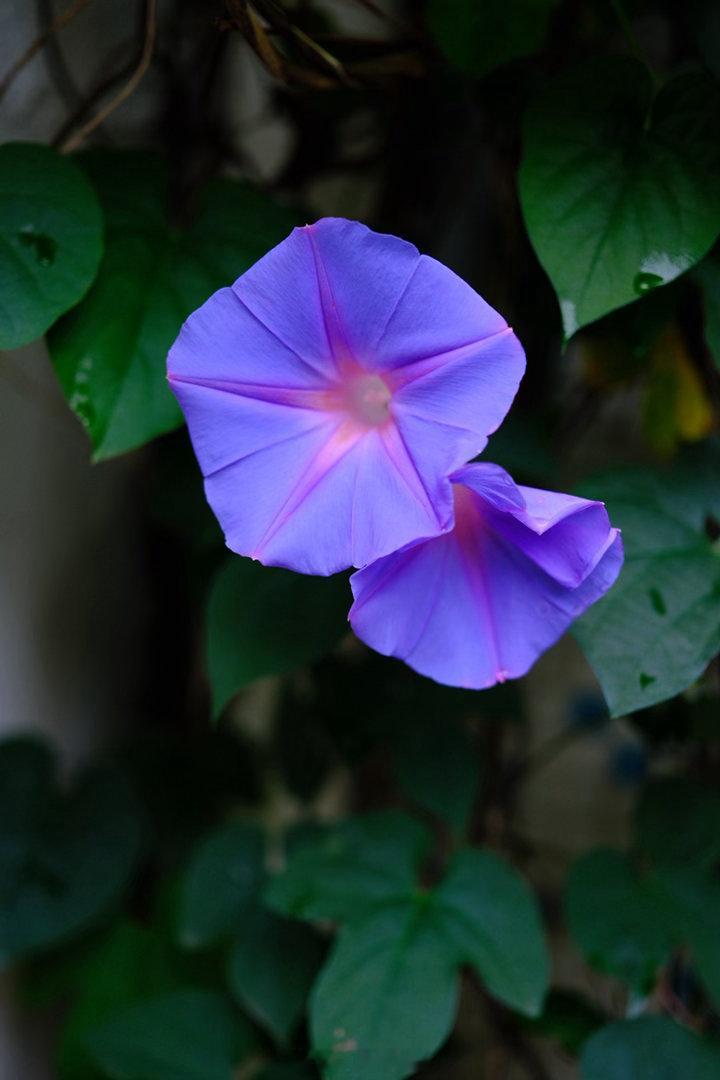 为一对情侣牵牛花特写。植物