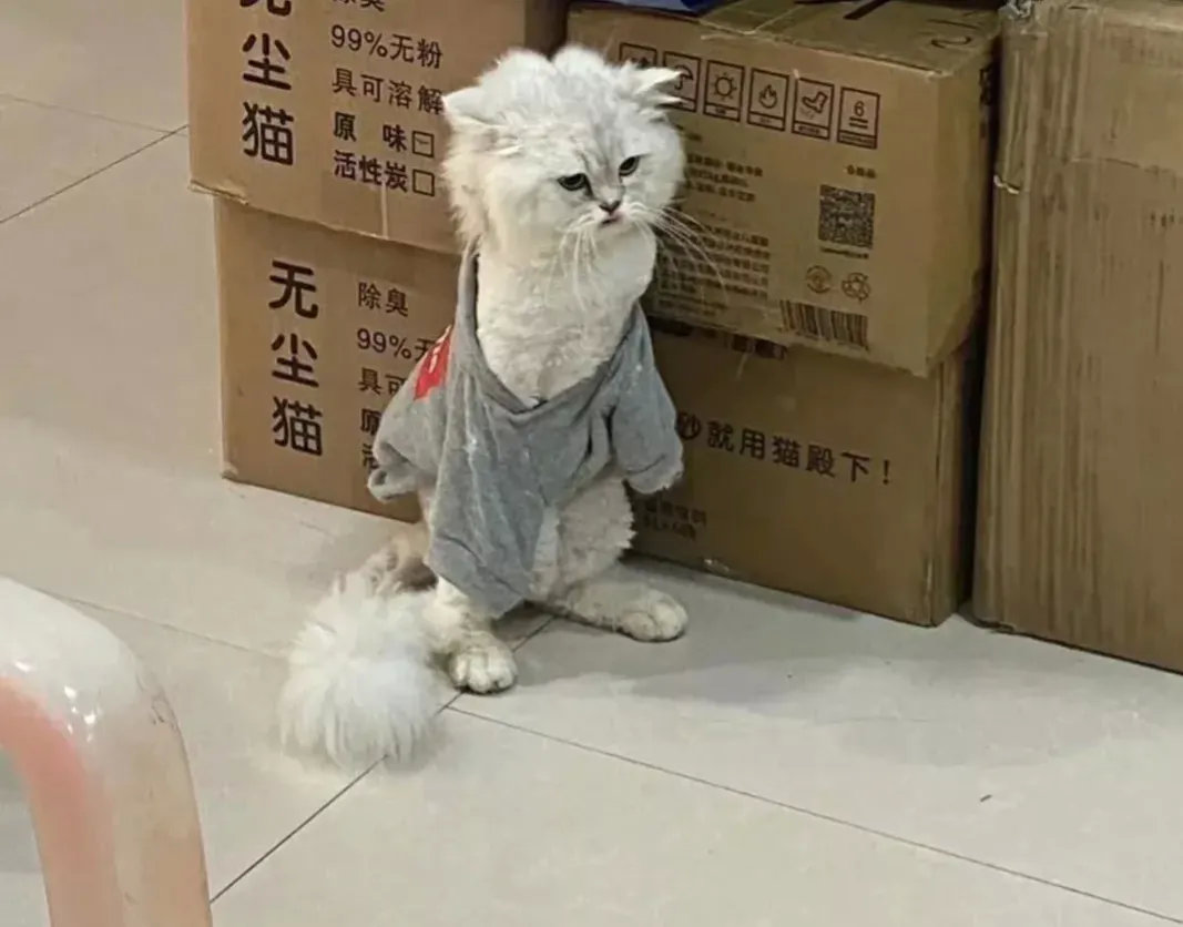 出去鬼混了几天，回来就衣衫不整！