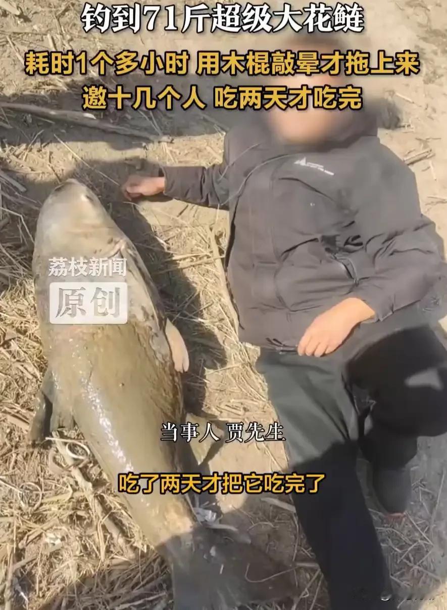 太幸运了！河北，男子在野坑钓鱼，竟然钓起来一条71斤的超级大花鲢，耗时一个多小时