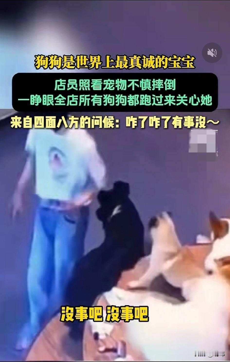 泪目了！一位小姐姐在一家宠物店上班，这天早上的时候她端着东西走去房间的时候不慎被