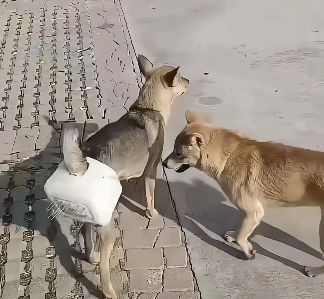 好家伙，这是高人呐！养宠物狗、宠物猫的，往往为了自个方便，公的都给做了绝育手术