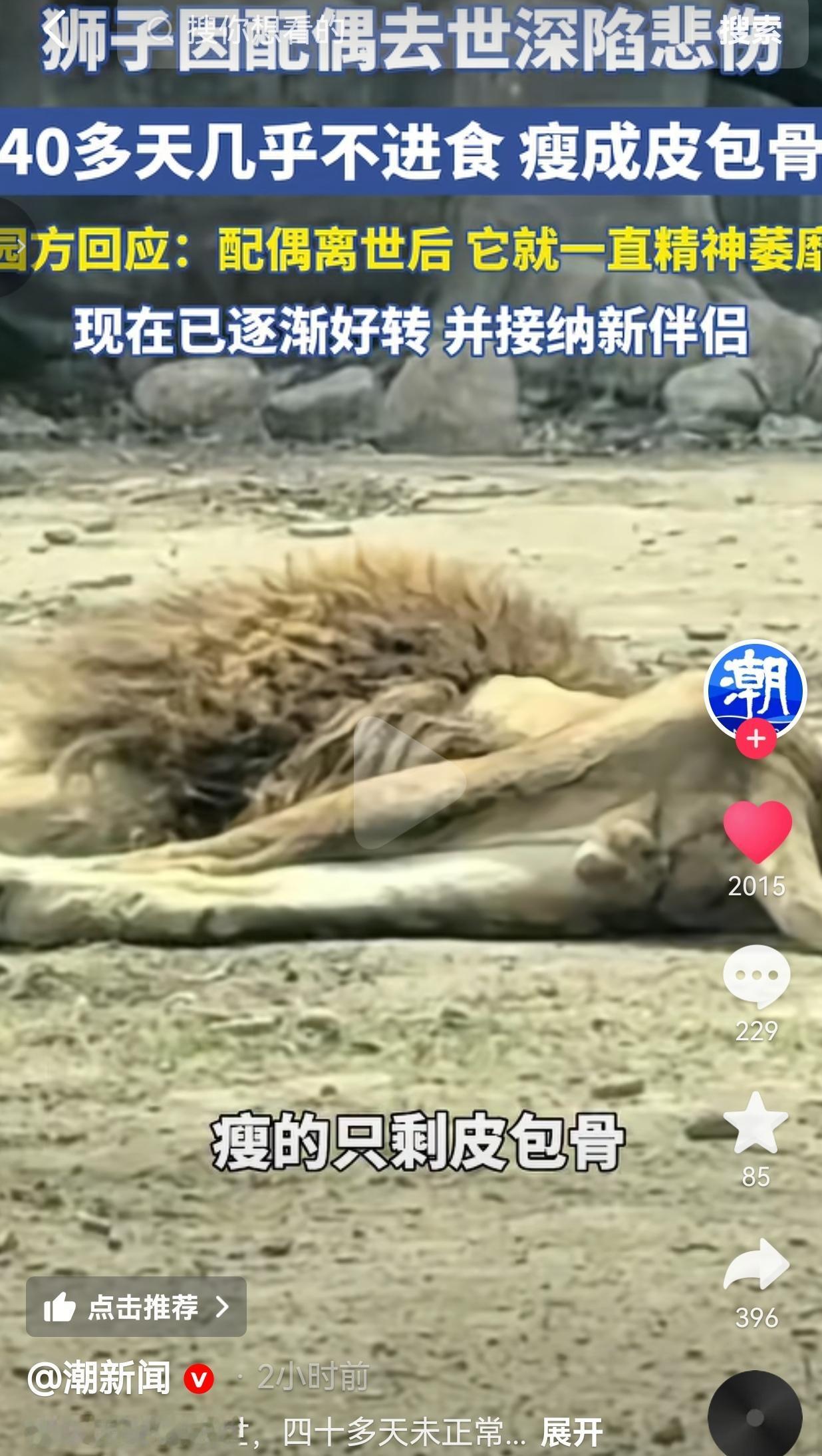 辽宁本溪一只14岁的非洲狮“大毛”，因为相伴多年的配偶“盼盼”离世，居然40多天