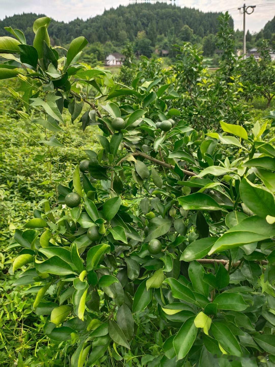 柑橘保果期虫害防治技术要点1.重点防治对象：蓟马、蚜虫、木虱、红蜘蛛2