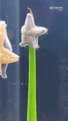 大环境不好，海星都下海了