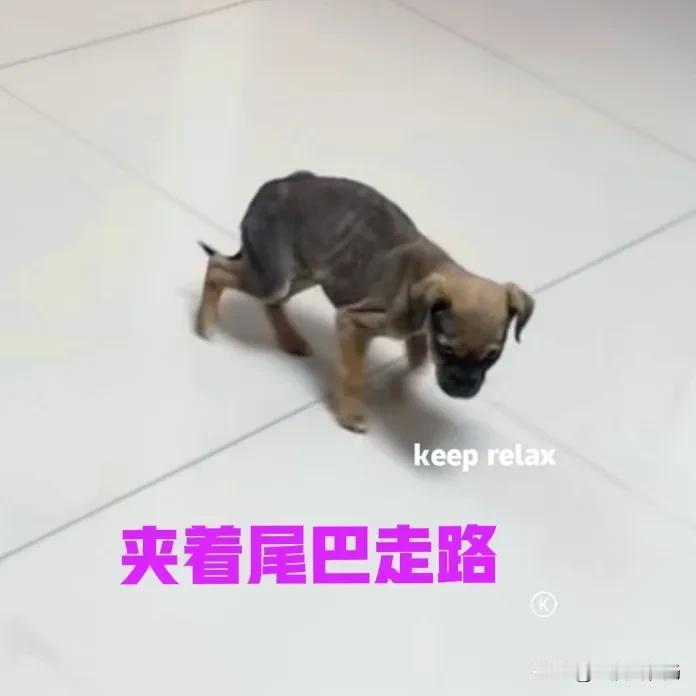 一个月前的某天晚上，下楼倒垃圾的时候，在垃圾桶边发现一只小狗。当时小狗躺在垃圾桶