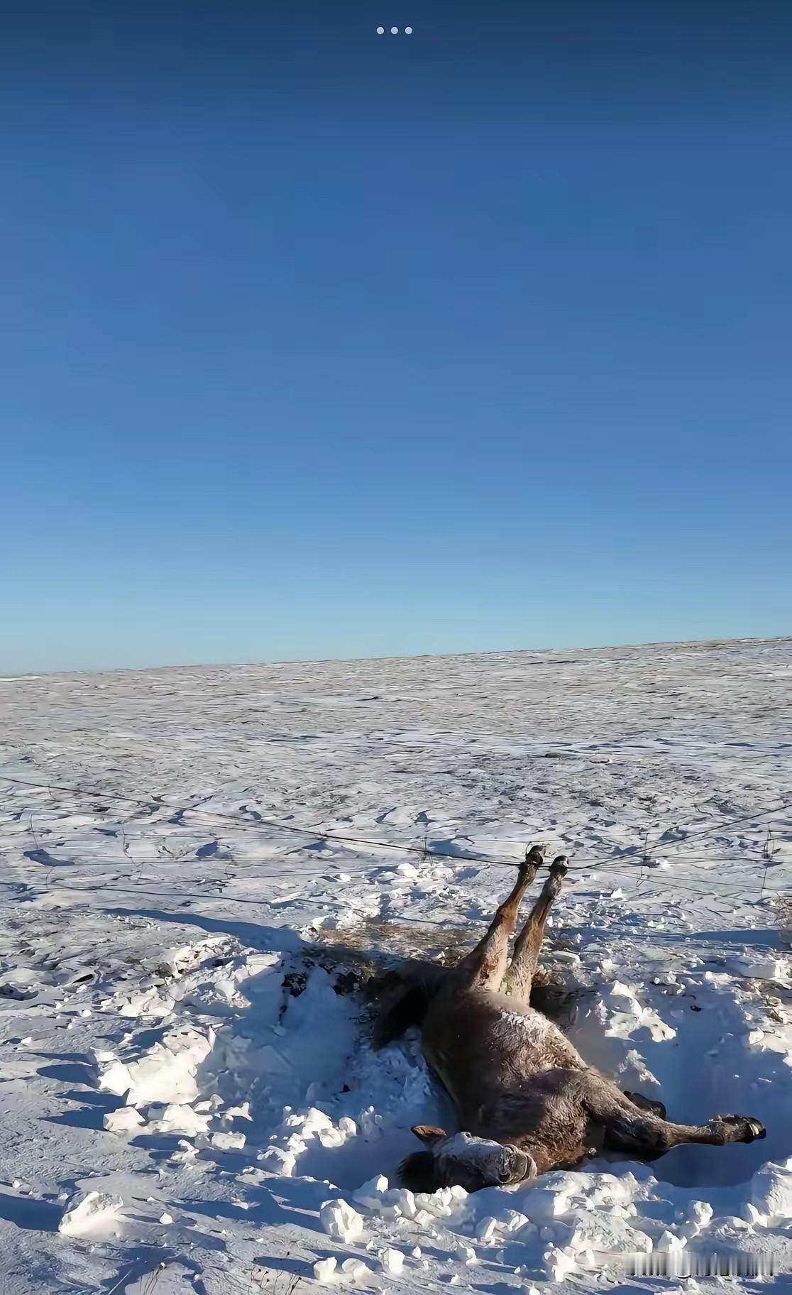 呼伦贝尔，男子自驾游遇卧雪马匹，凑近一看揪心一幕发生呼伦贝尔一男子和朋友自