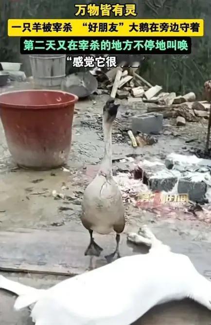 万物皆有灵！重庆，一男子想着快要过年了，便把家里养的一只羊宰杀了，准备过年吃羊肉