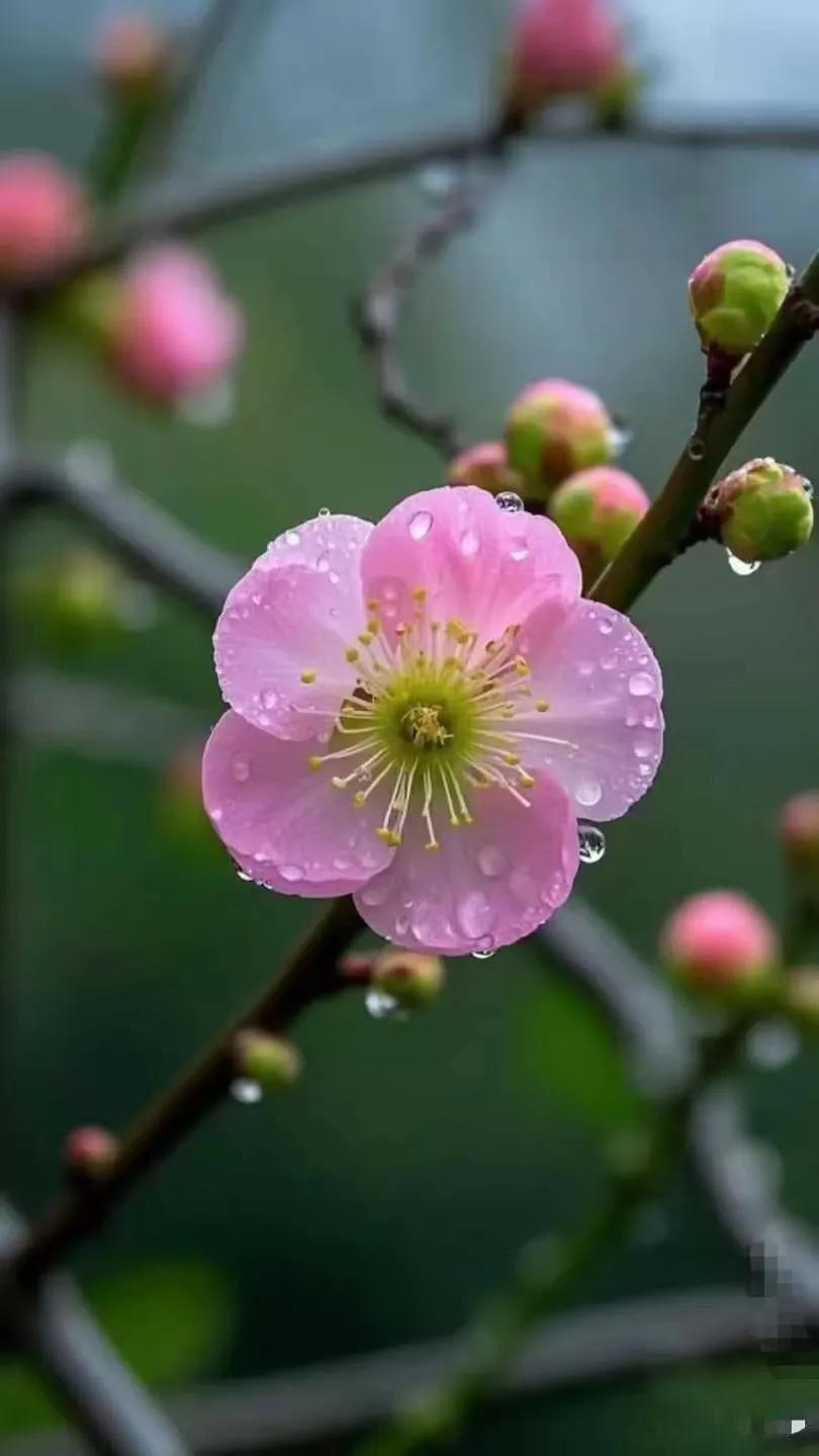 田地待耕问春光文/冰笑邢西久盼甘霖降，雨水到来日渐长。草木渐苏期好雨，