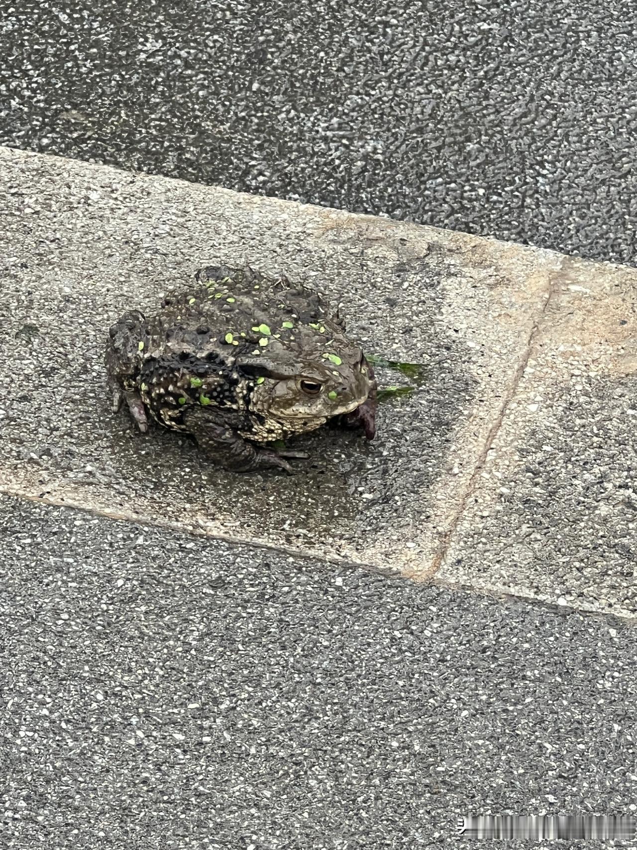 比亚迪财务总监短短几年间，年薪突破至一千多万，而另一方面，则是压榨供应商的传闻屡