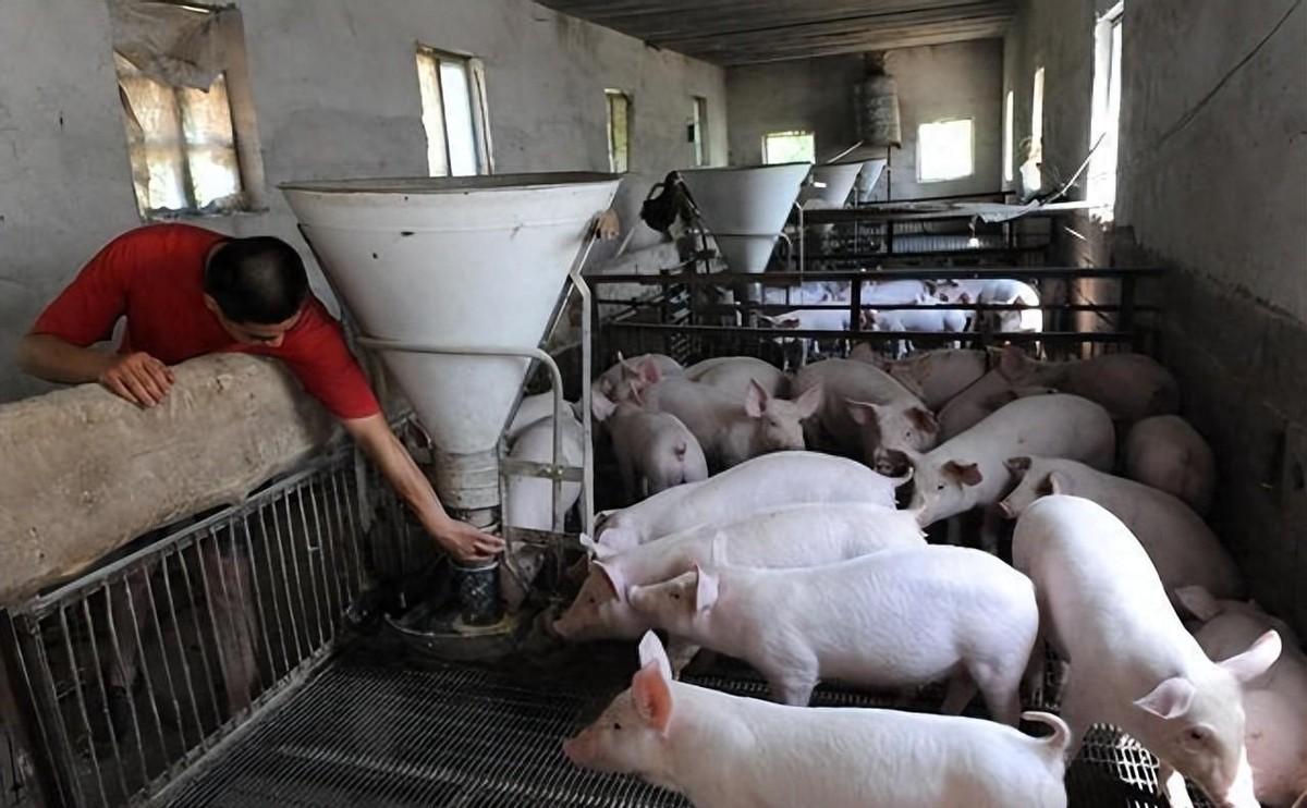 3月23号那天，河南南阳生猪交易市场的老李蹲在自家刚出栏的猪旁边，盯着电子秤打印