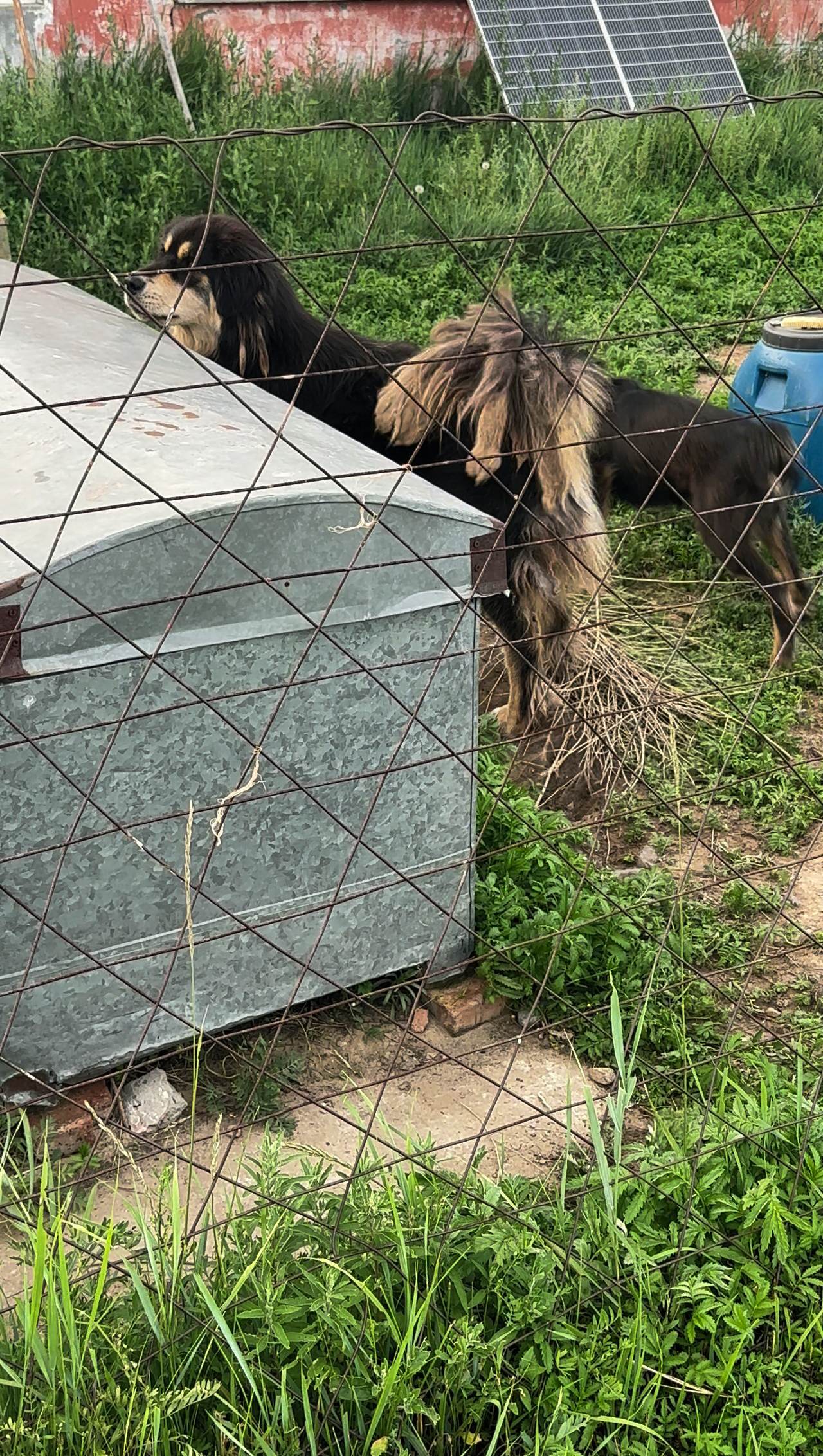 3号蒙古獒母犬古日巴是不是也挺好。今年秋天，3条母犬分别去搭配不同顶级...