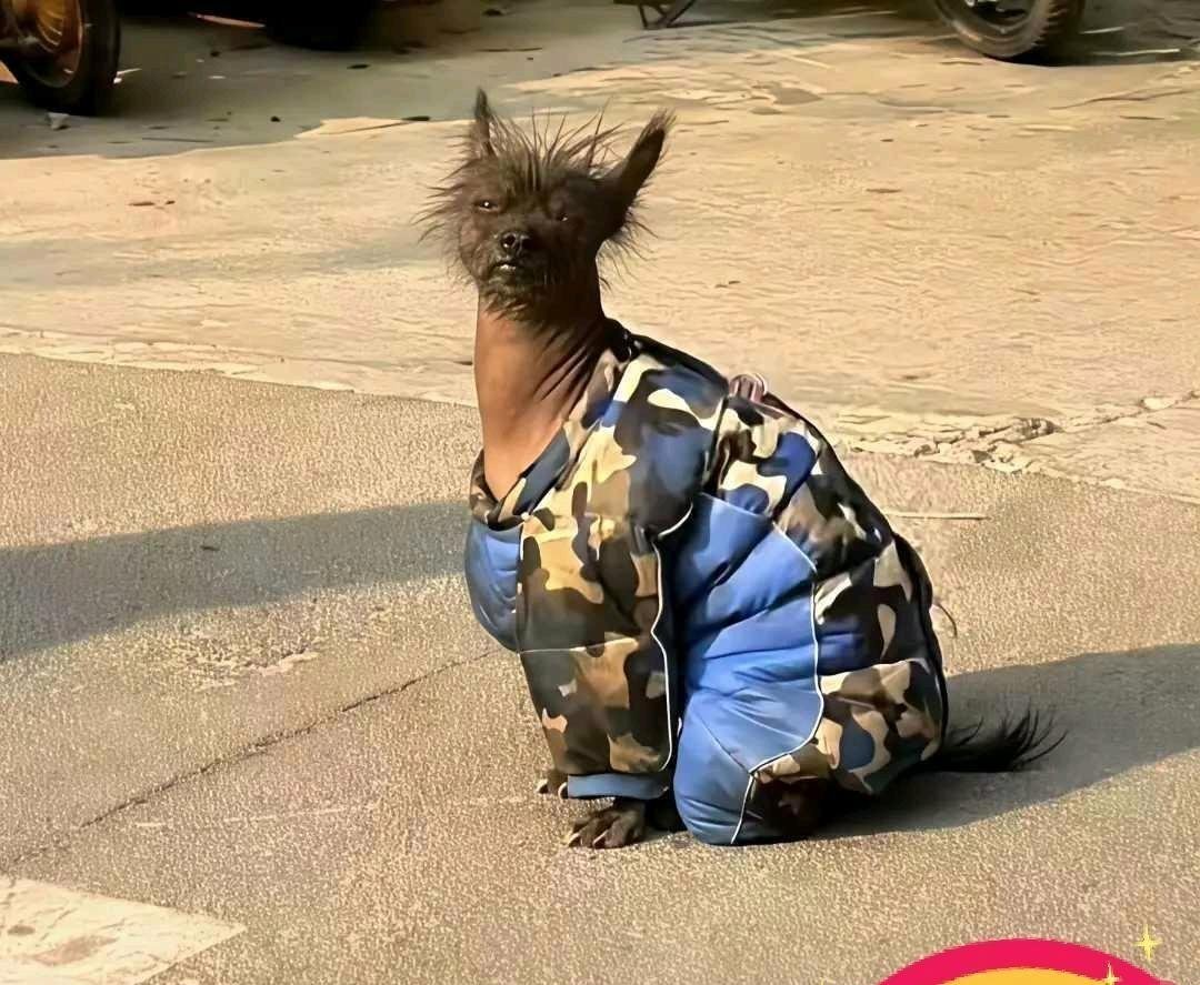 咋一看以为乱画的，结果真长这样