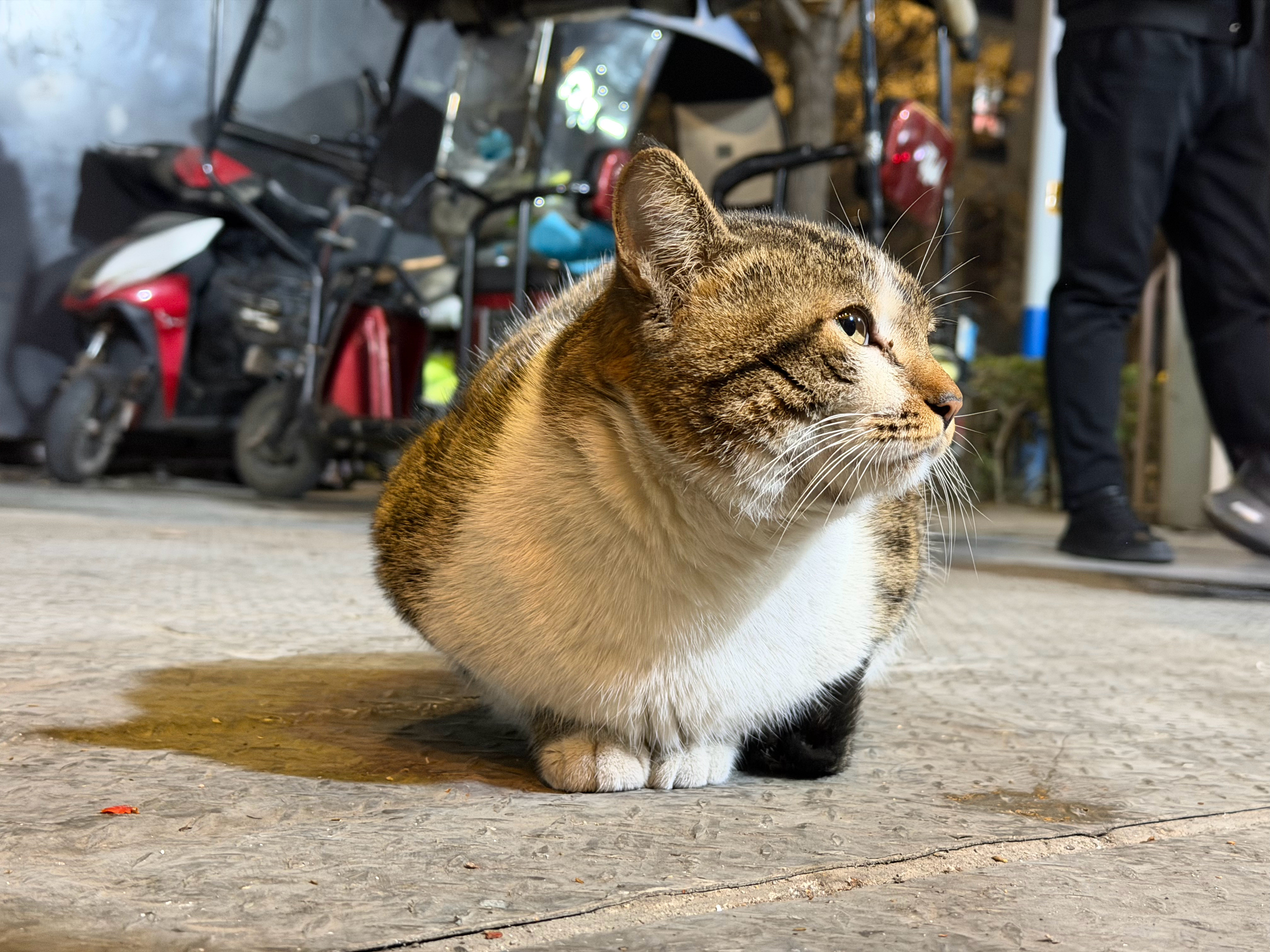 小猫被冻的揣手了西安