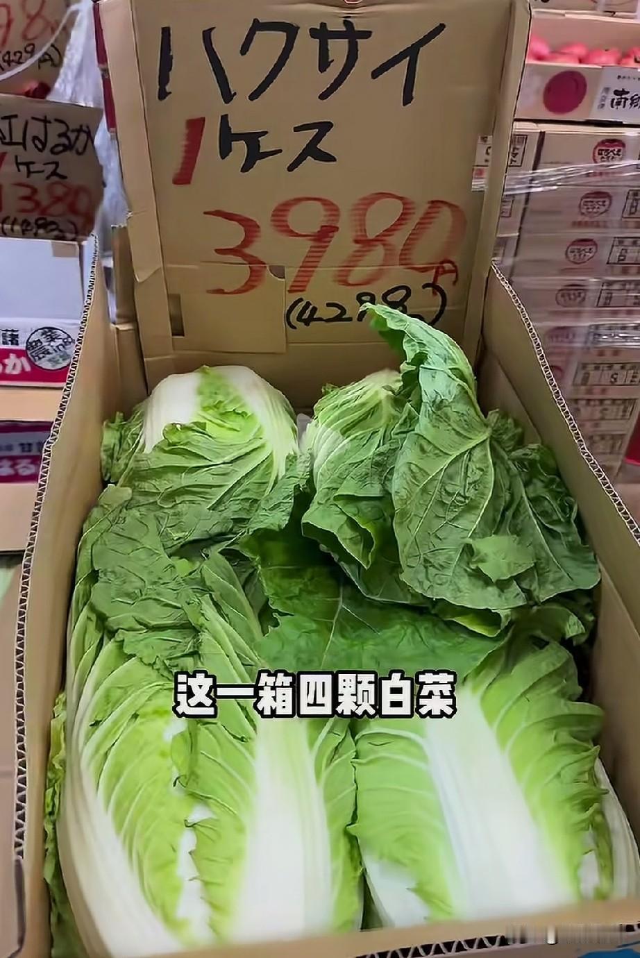 在日本，现在这一箱4颗白菜近4000日元，按现在的汇率算约170元人民币。
