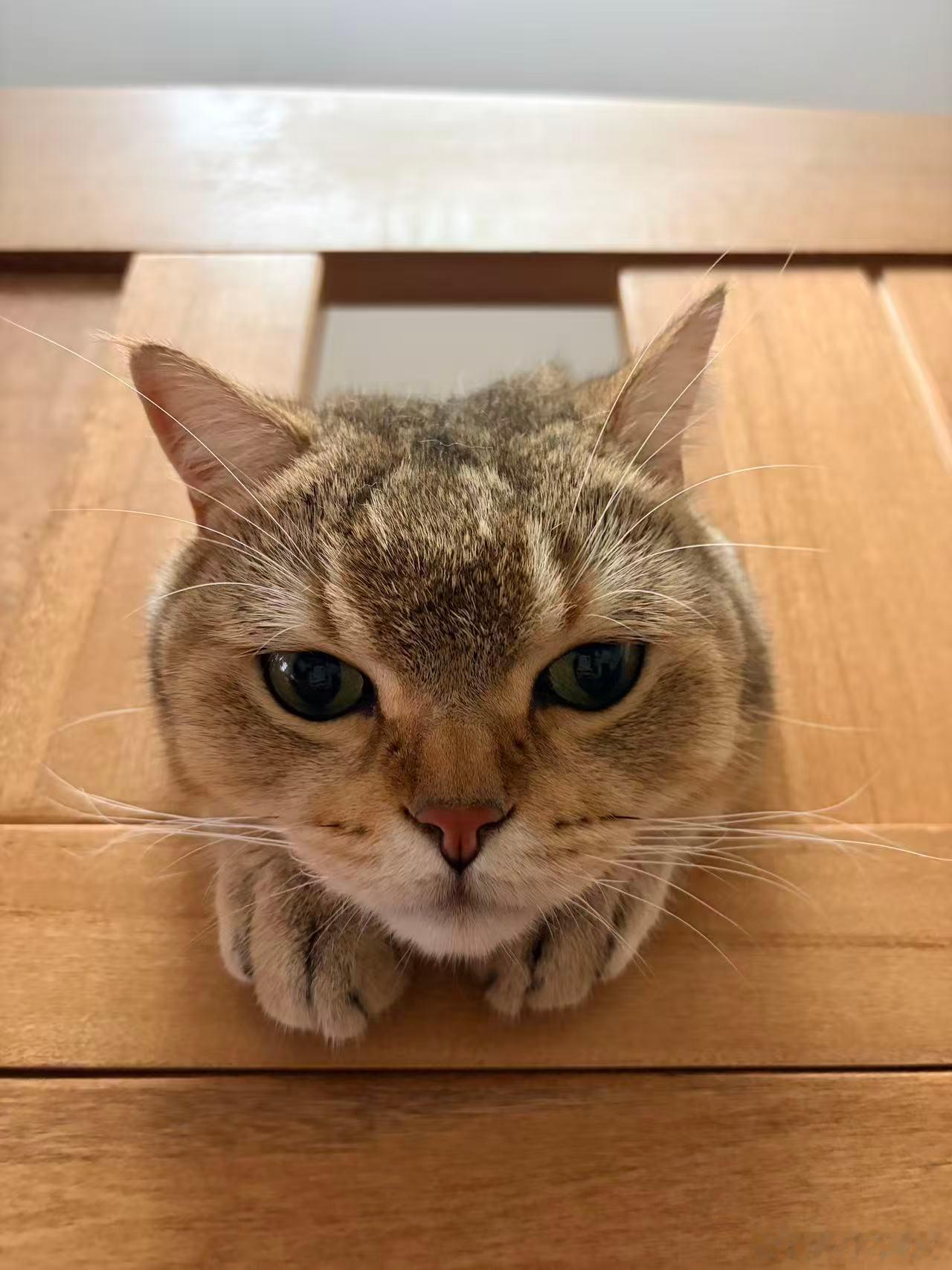 猫咪日常治愈不开心喵喵喵？