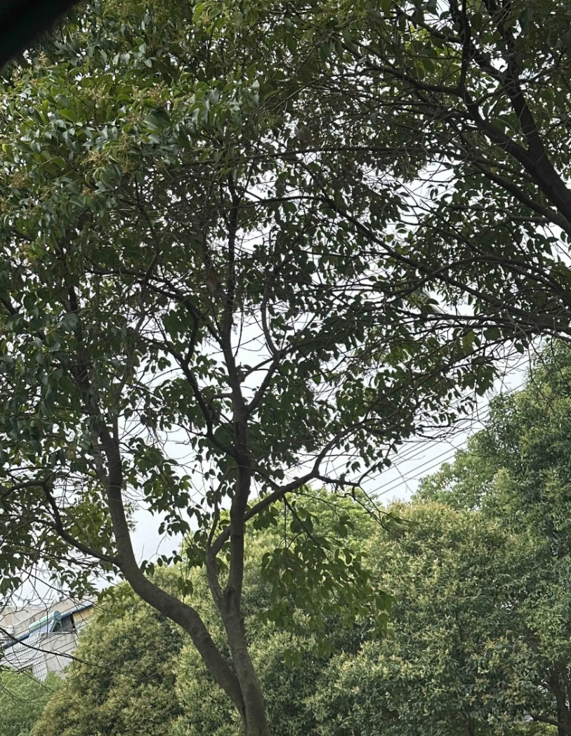 婆婆到底什么意思，我在母亲节那天给她和自己的妈妈都买了一套衣服，我妈洗了就穿了