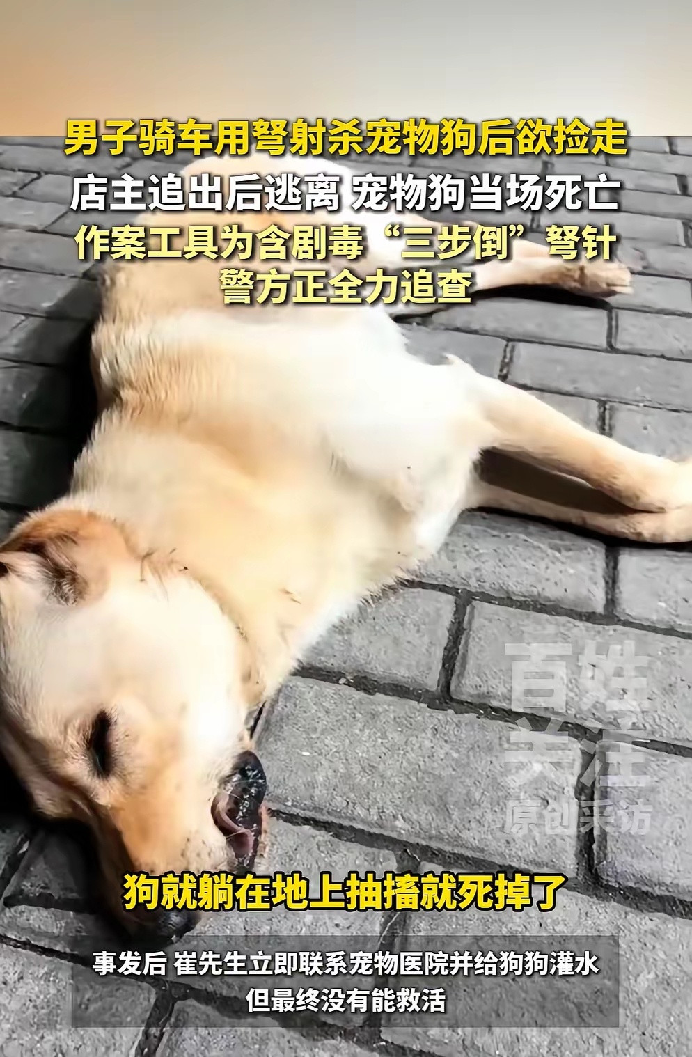 浙江一男子骑着摩托用弩发射毒针射杀宠物犬，狗狗被射后冲向主人求救仍死亡；犬主人：