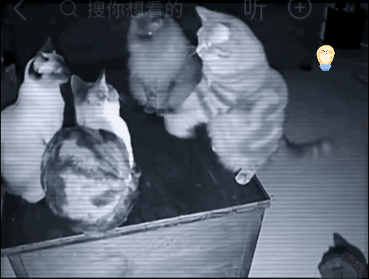 一位网友在家里的监控中,无意中拍到的一组离奇画面,四只流浪猫围一圈,一只“指手画