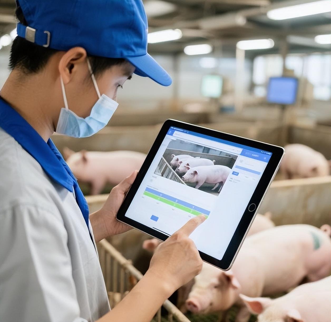 为什么猪肉不香了？饲料大王刘永好说：我们现在吃的猪肉很多都是三元猪，三元猪是国际