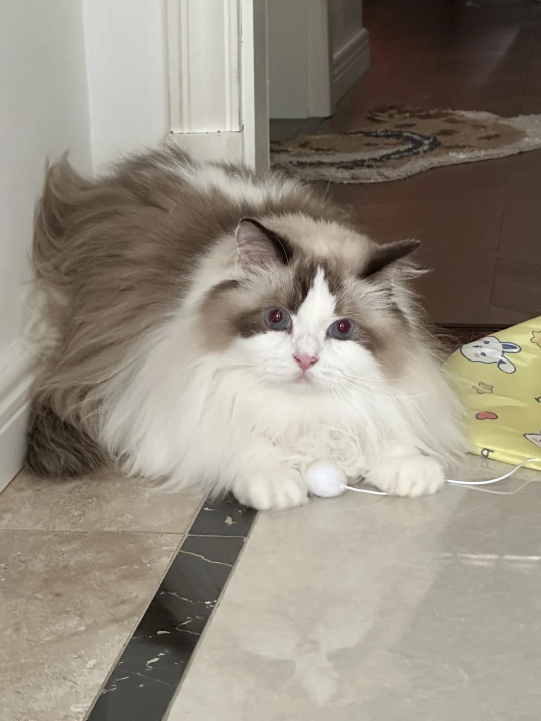 狗狗祟祟🐱