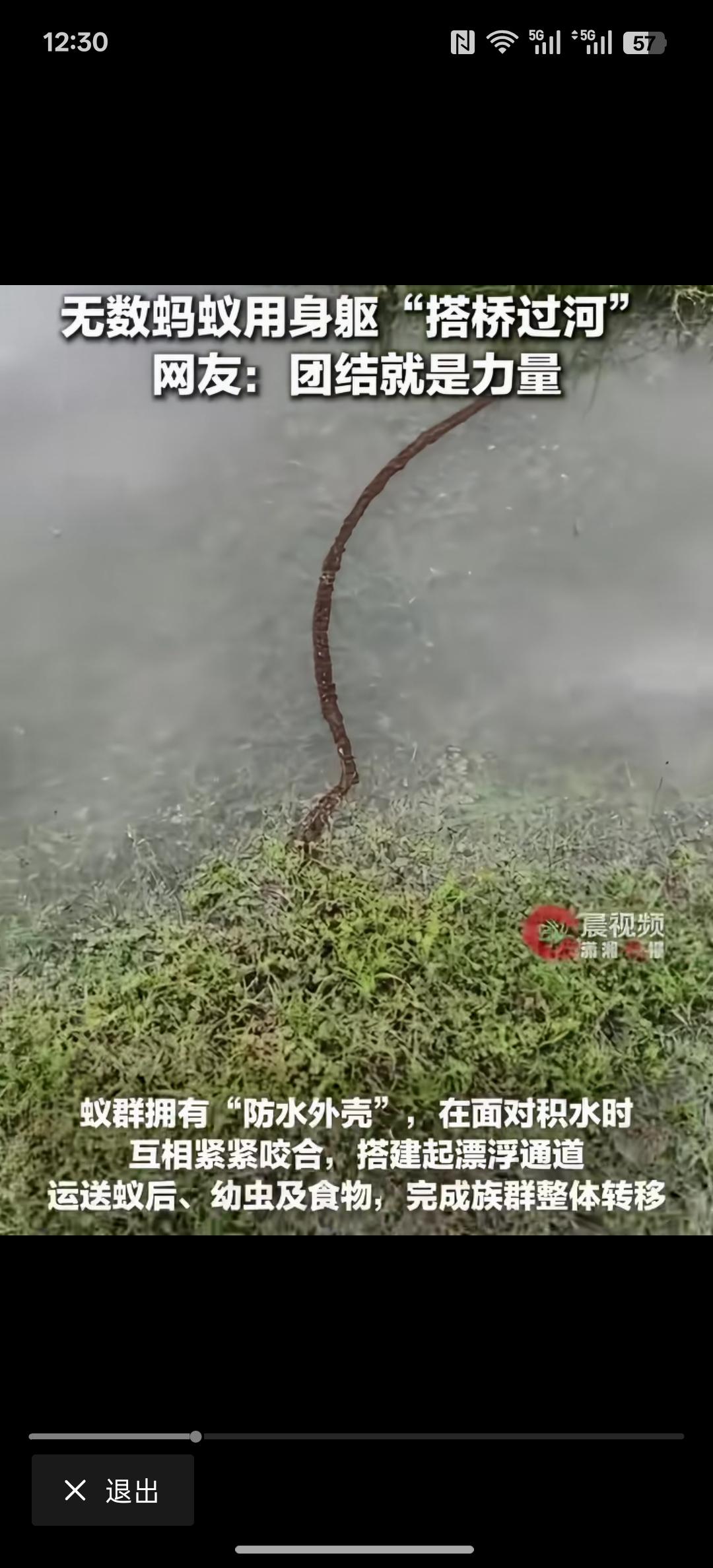 这蚂蚁简直不可思议，当看到这个画面的时候，蚂蚁大军用自己的身躯架起了跨海大桥！蚂
