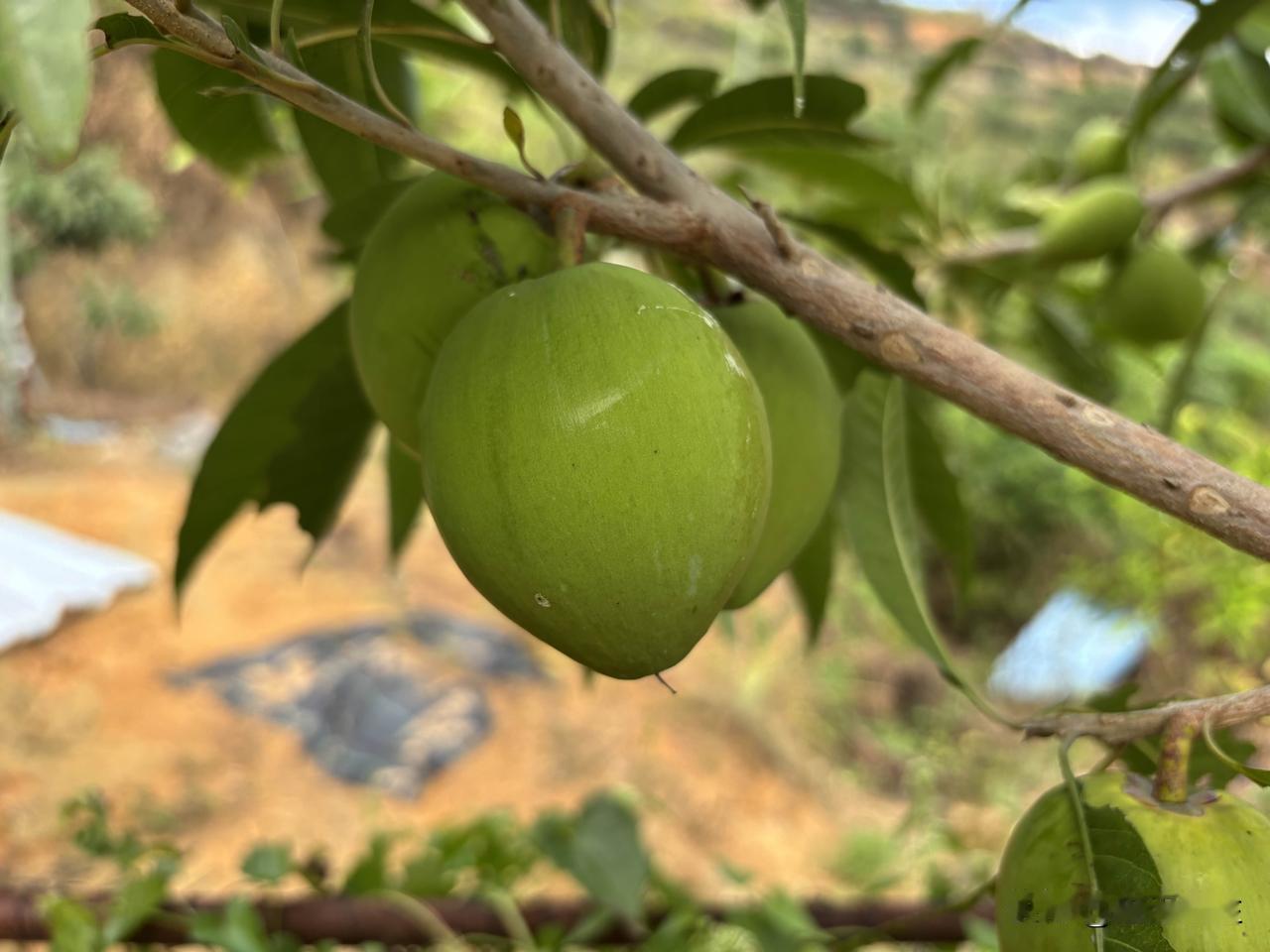大山里的鸡蛋果，挂在树上，确实像一个个鸡蛋，只是生机盎然的绿色的。还不成熟，