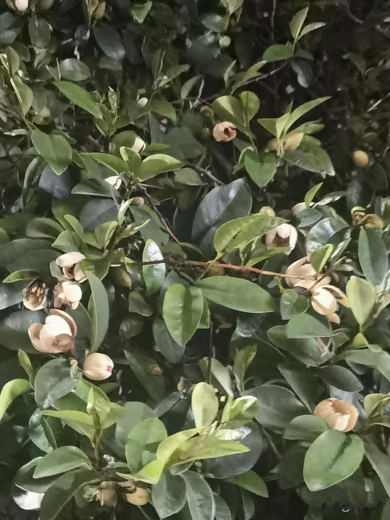 figo，别名含笑梅、香蕉花等。它原产中国华南，在中国已有千年以上栽培史，主要分