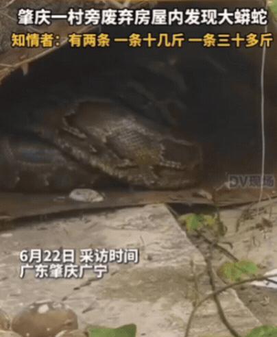 太吓人了！广东肇庆，女子出门闲逛，发现一废弃屋内有动静，她以为是野猫，结果走近才