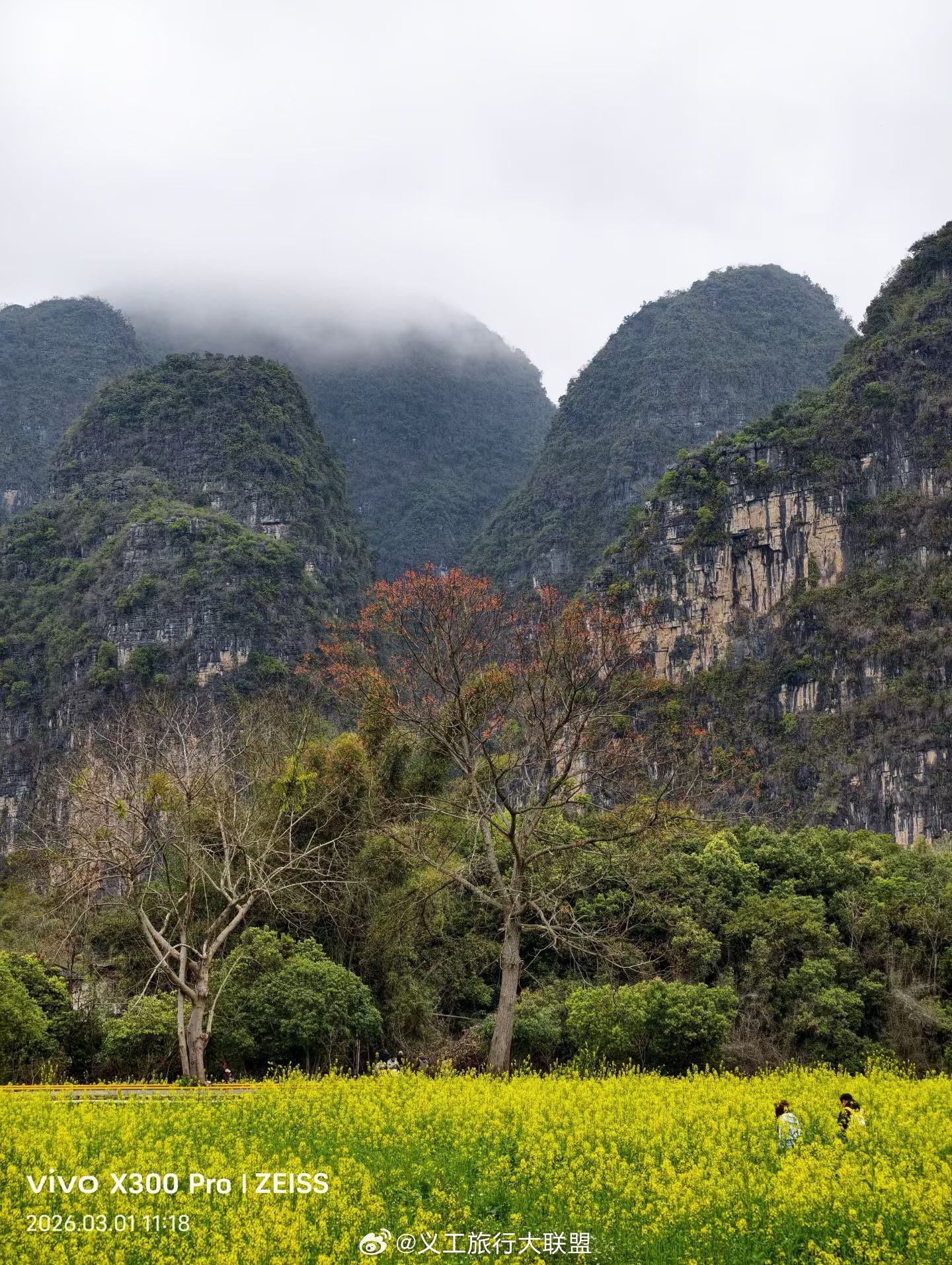 桂林旅行阳朔春日盛景，遇龙河的油菜花开了！🌸桂林·遇龙河景区