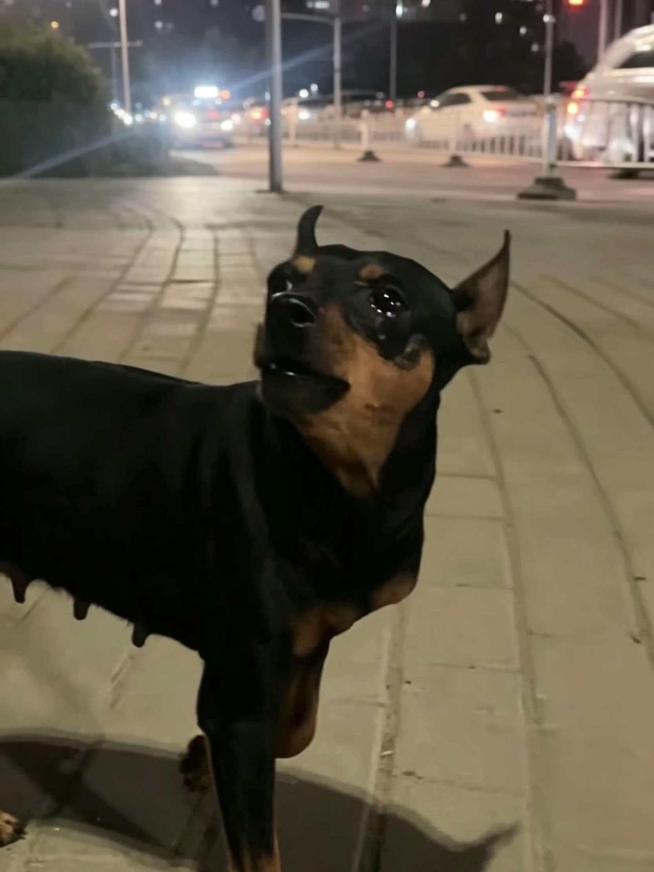 清明前夕，郑州街头，一只小鹿犬和主人走散，它没有到处乱跑，而是死守在两人分开的那