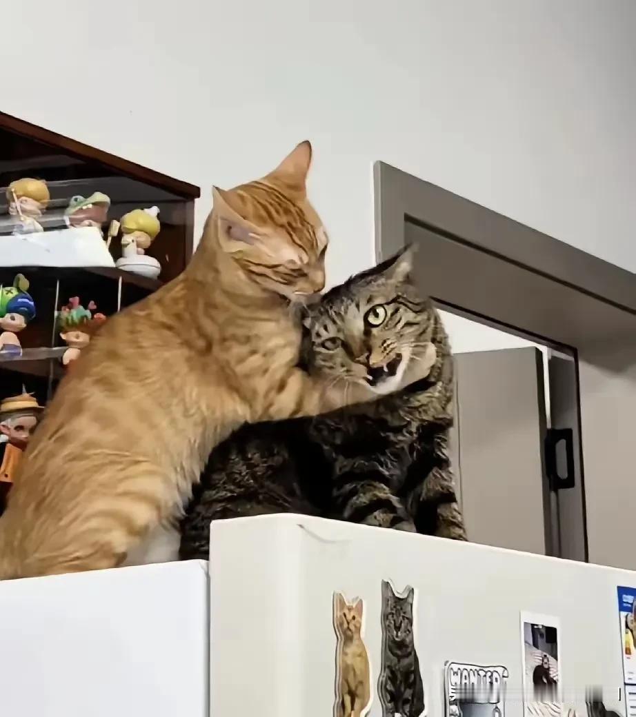 狸花猫偷吃了大橘一根火腿肠，被大橘追着打三天了。吓得狸花猫躲在柜子上，也被大橘追