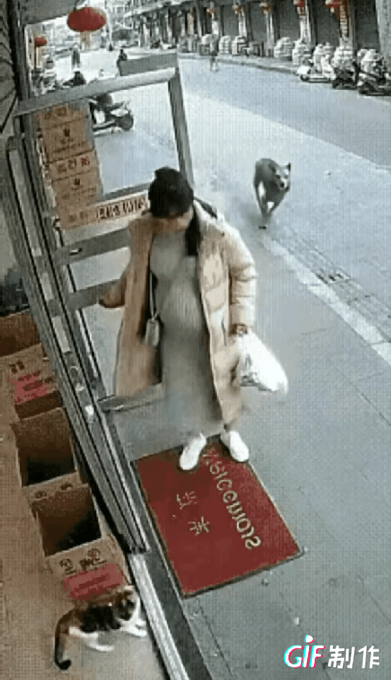 预产期日益临近，女子决定在生产前再喂一次楼下的猫，她担心没有她的喂养猫咪会挨饿。