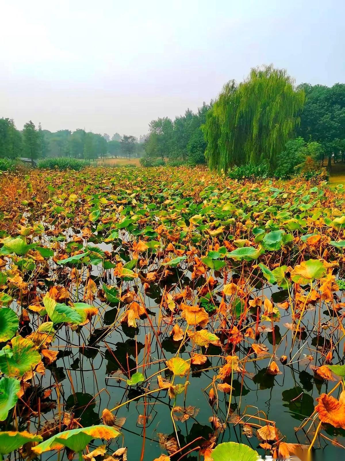 又一个冬天。一觉醒来，窗户上全是哈气。好像昨天还是短袖，今天就得翻箱倒柜找秋